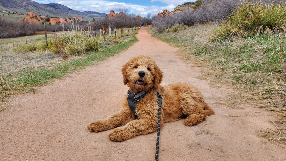 goldendoodle and golden retriever