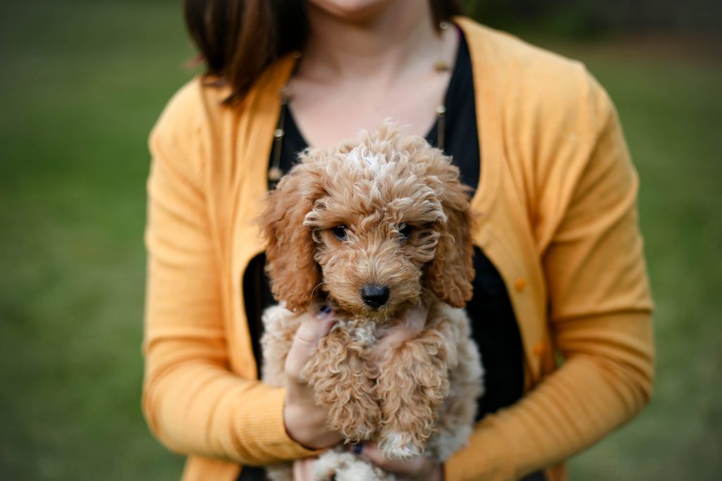 English Goldendoodle picture