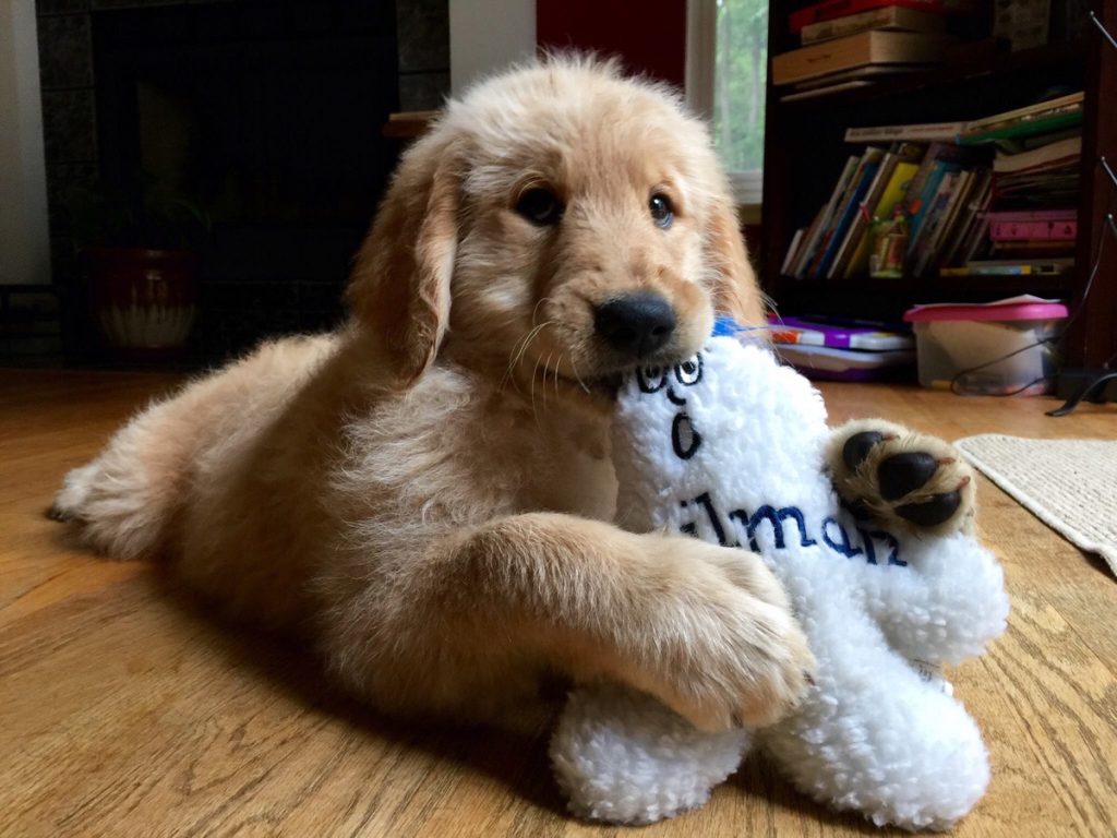 goldendoodle and golden retriever