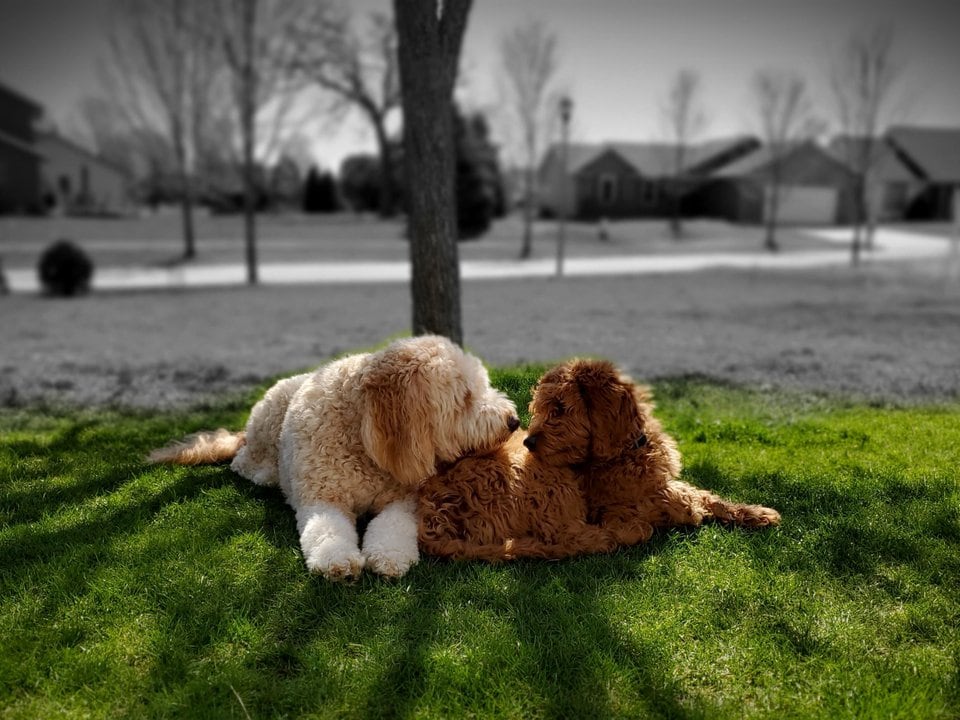 which is better f1 or f1b goldendoodle