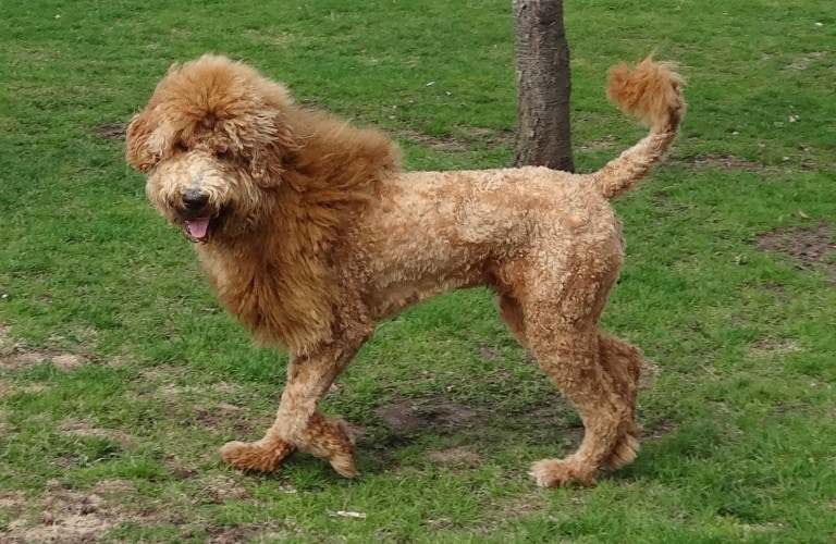 Goldendoodle Lion Haircut