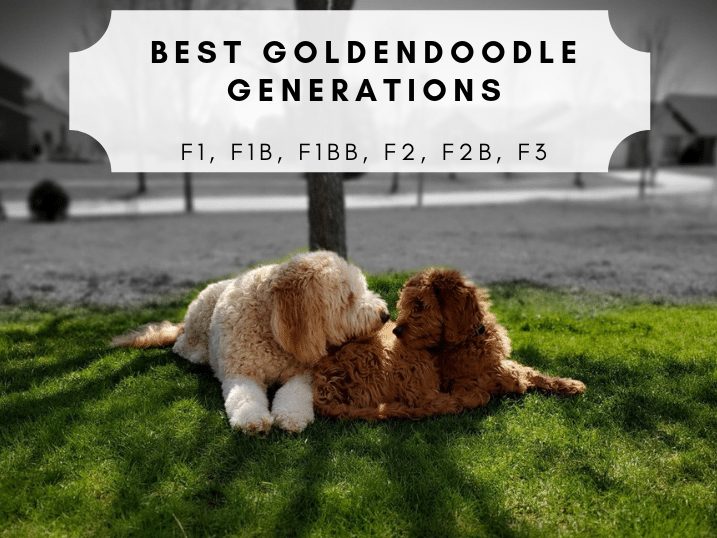 what is the difference between f1 and f2 goldendoodle