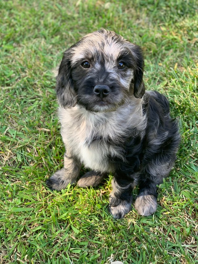 Black coat goldendoodle