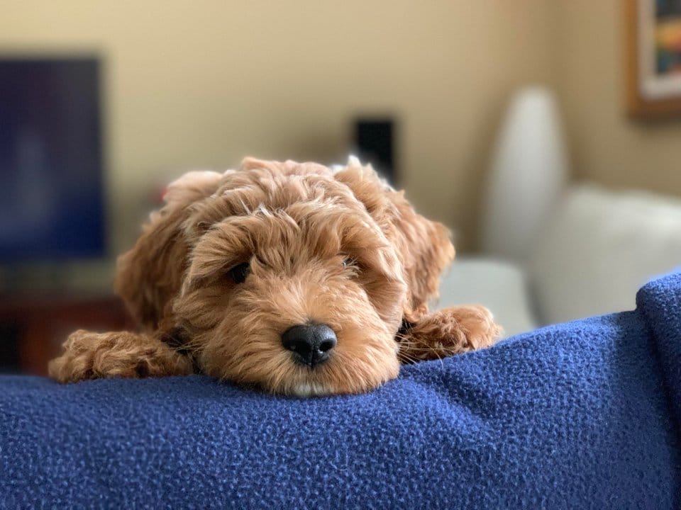 goldendoodle laying on couch