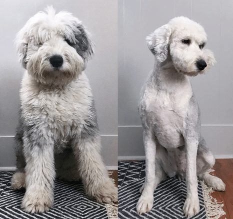 English Poodle Mix | UP TO OFF