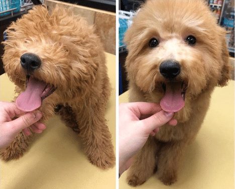 Goldendoodle Puppy Cut