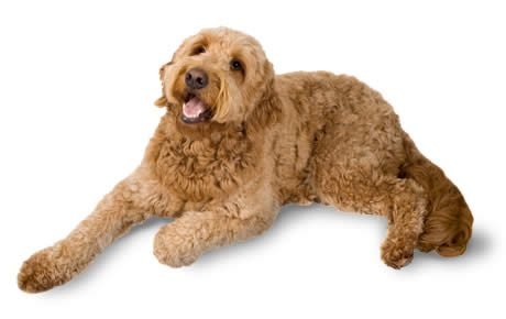 goldendoodle laying down