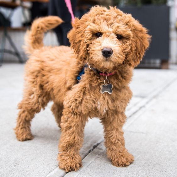 Teacup Goldendoodle