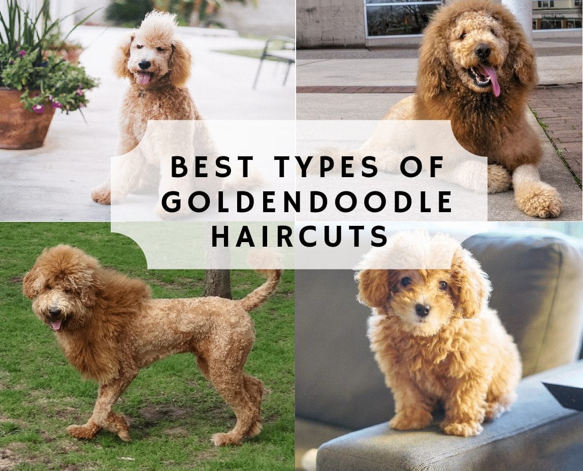 goldendoodle poodle cut