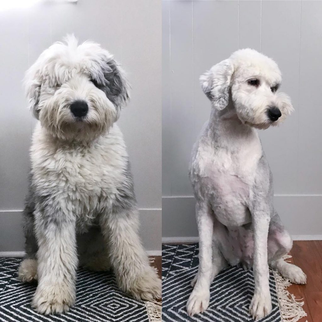 Best Types Of Goldendoodle Haircuts We Love Doodles