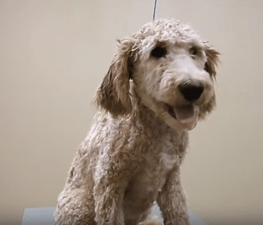 goldendoodle kasvojen parranajon jälkeen