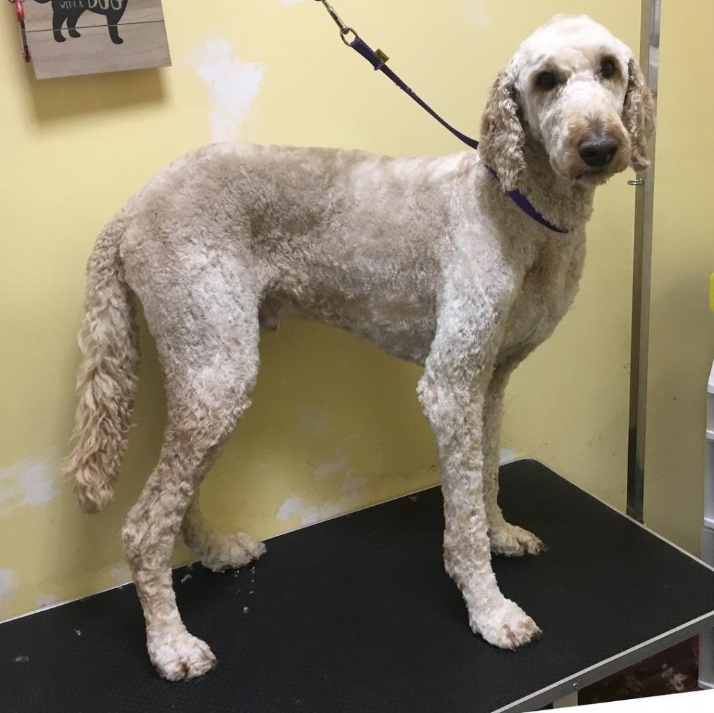 short hair goldendoodle