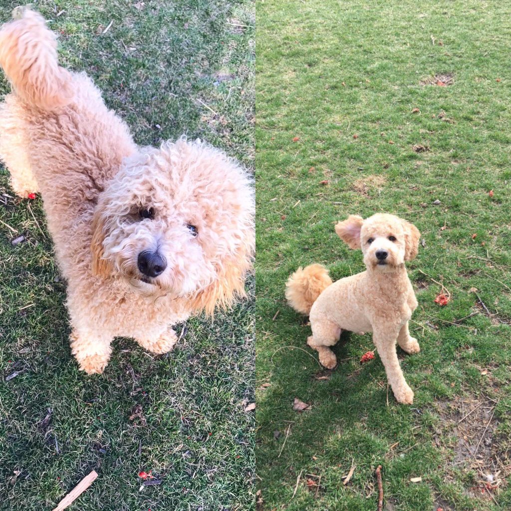 mini goldendoodle with short legs