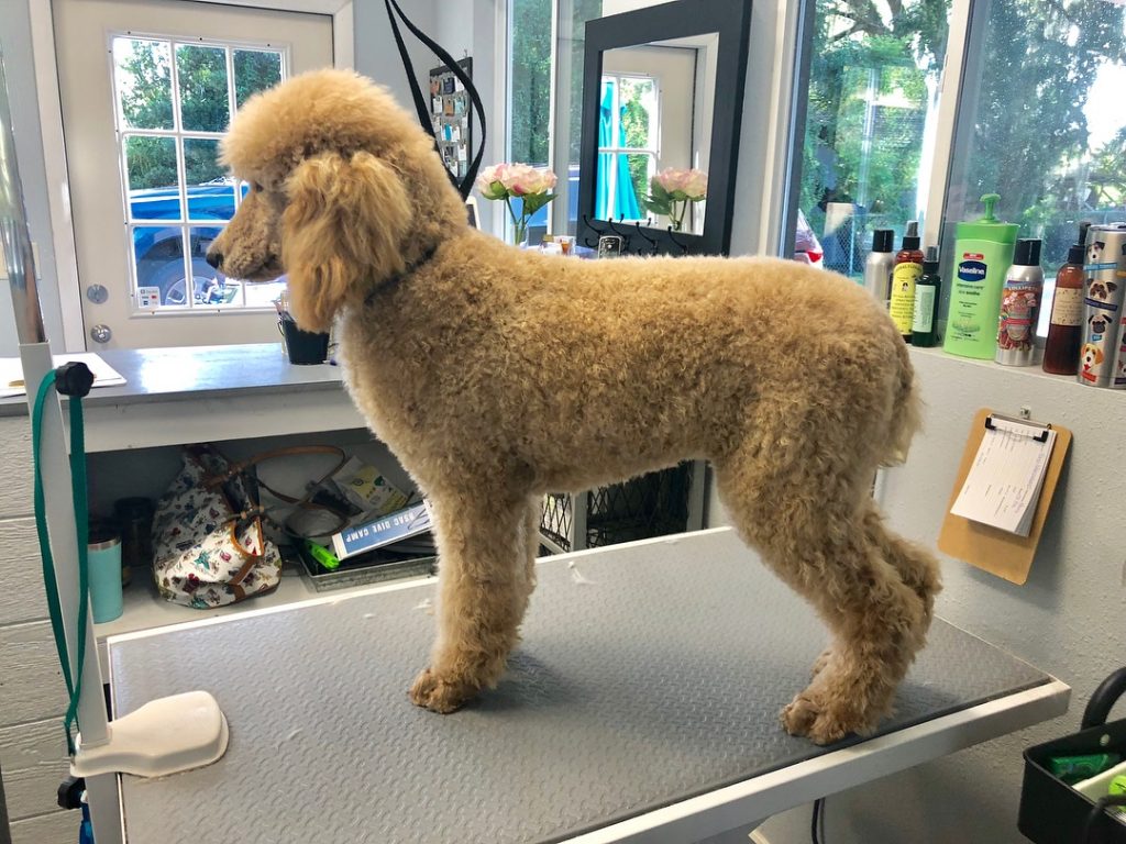 Best Types Of Goldendoodle Haircuts We Love Doodles