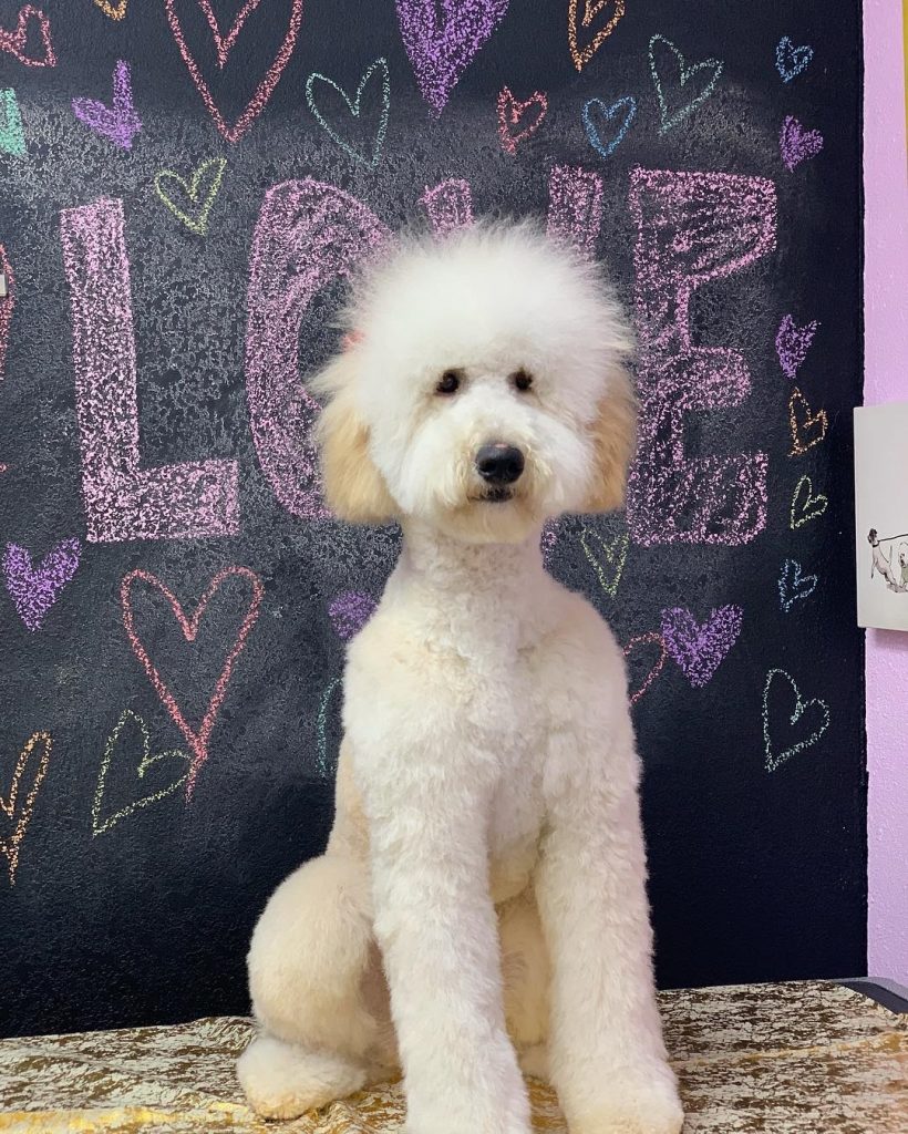 Best Types of Goldendoodle Haircuts! We Love Doodles