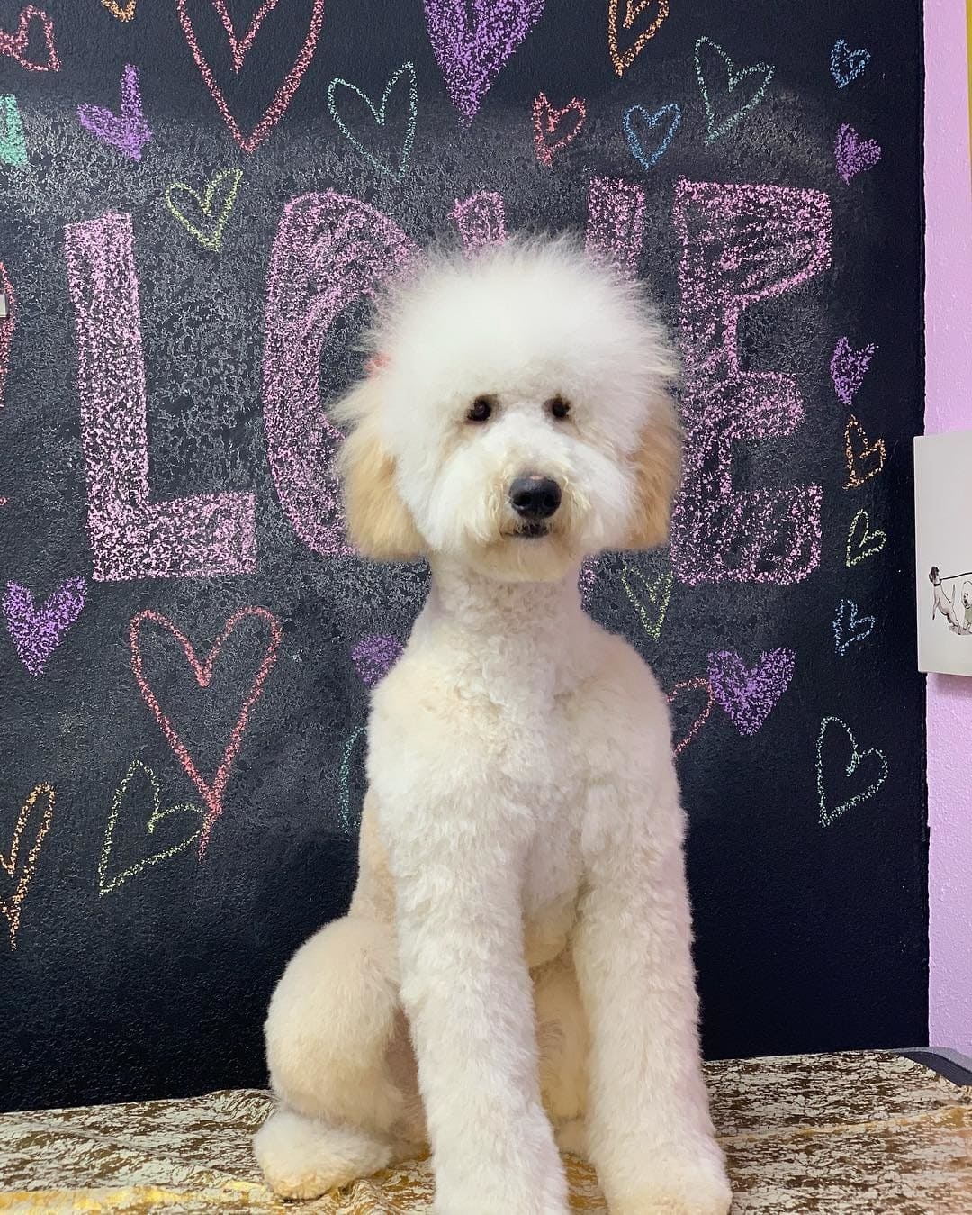 Best Types of Goldendoodle Haircuts! (2022) - We Love Doodles