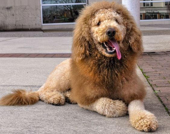 goldendoodle lion cut example