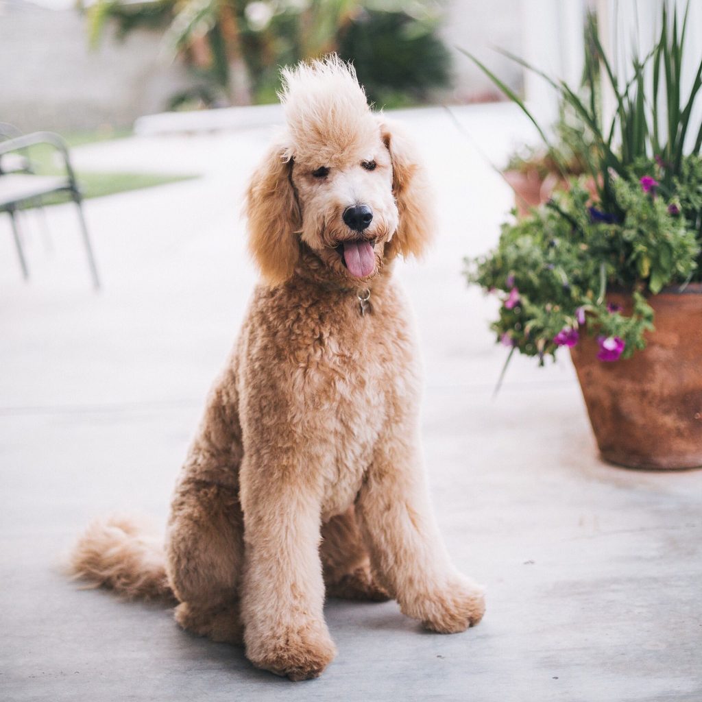 grooming a curly goldendoodle