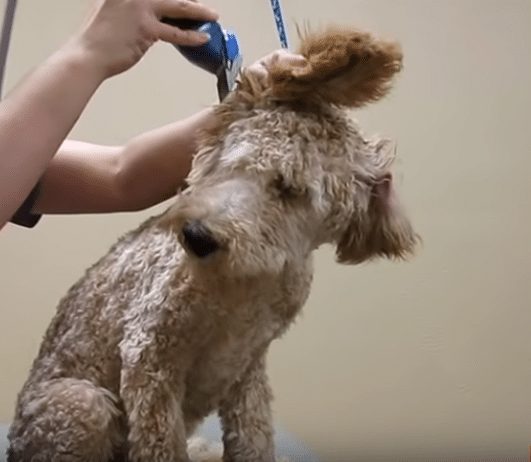 bărbieritul Goldendoodle în jurul urechilor