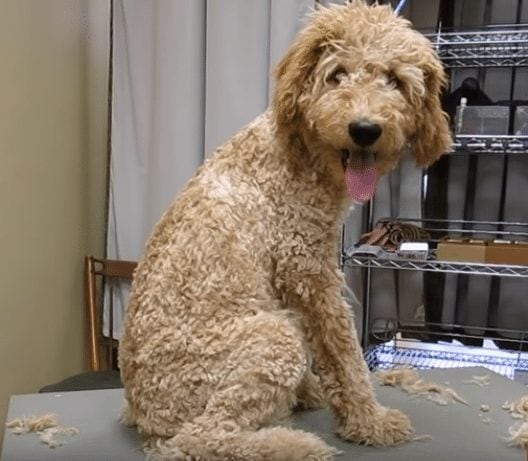 Rasage d'un goldendoodle autour des pattes