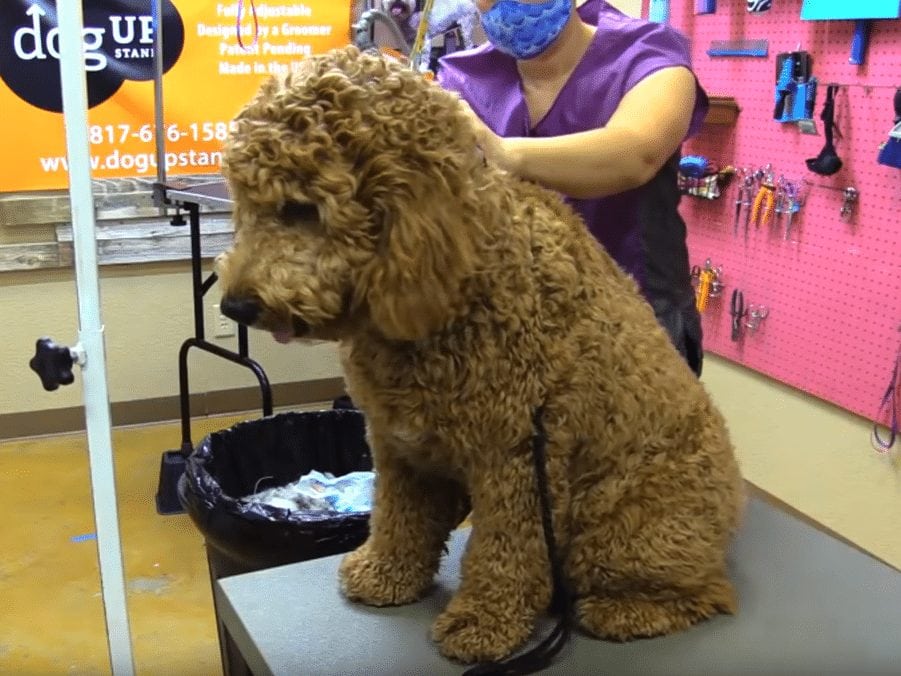 Sparring af en Goldendoodle opsætning