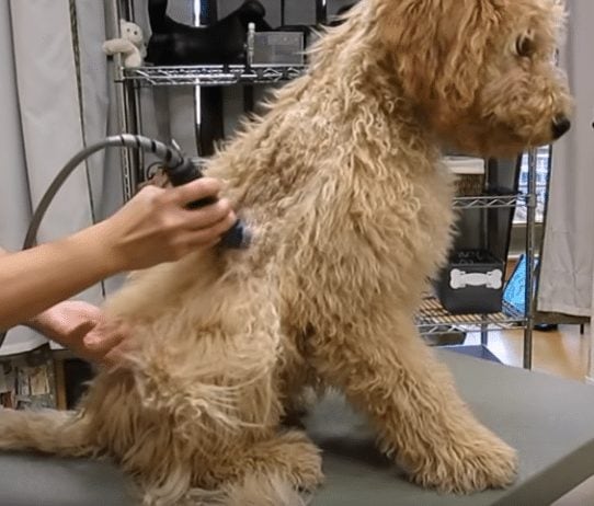 bărbieritul spatelui unui Goldendoodle