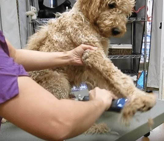 raser les pattes d'un goldendoodle