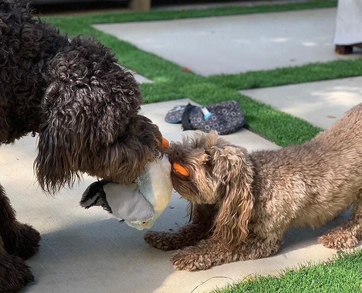 My Puppy's Tooth Broke – What Should I Do? (2024) - We Love Doodles