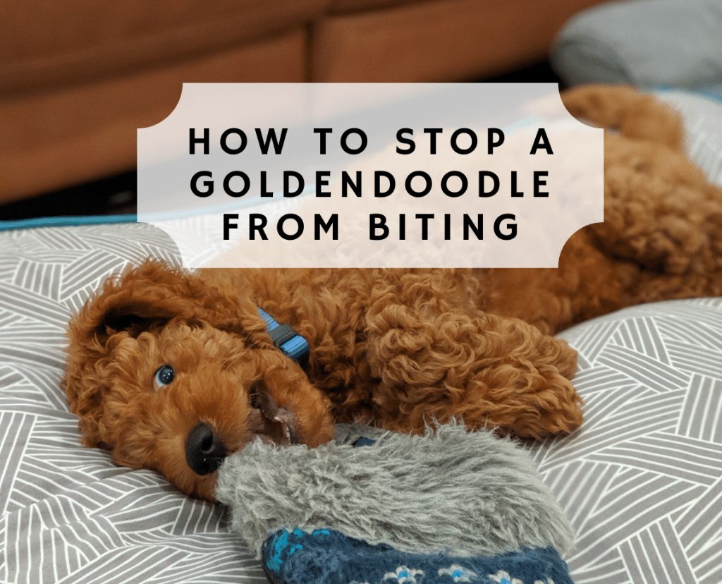 How to Stop a Goldendoodle from Biting