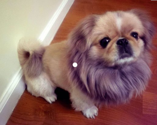 Pekingese Lion Haircut