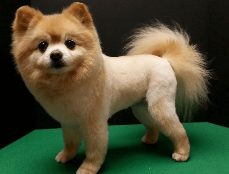 pekingese lion cut