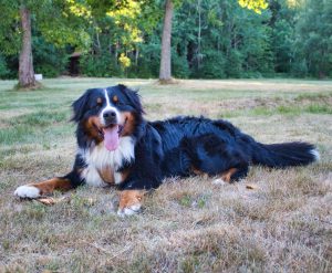 bernese berghond foto