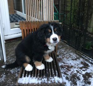 goldendoodle and bernese mountain dog