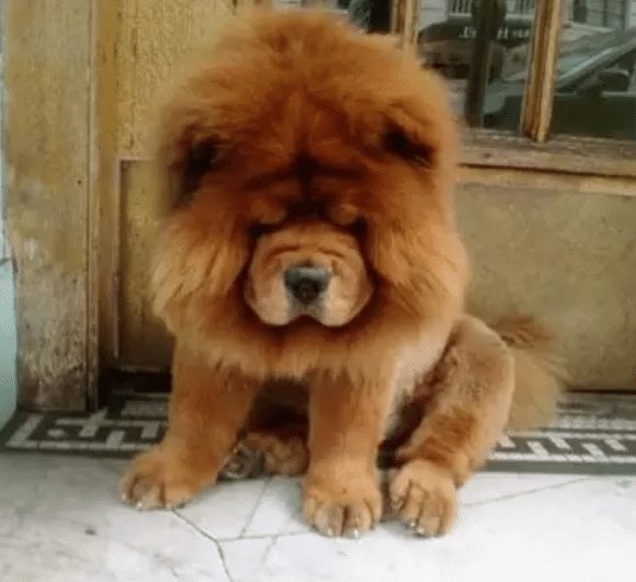 chow chow lion cut