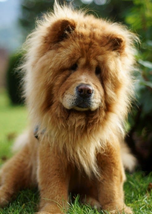 chow chow lion haircut