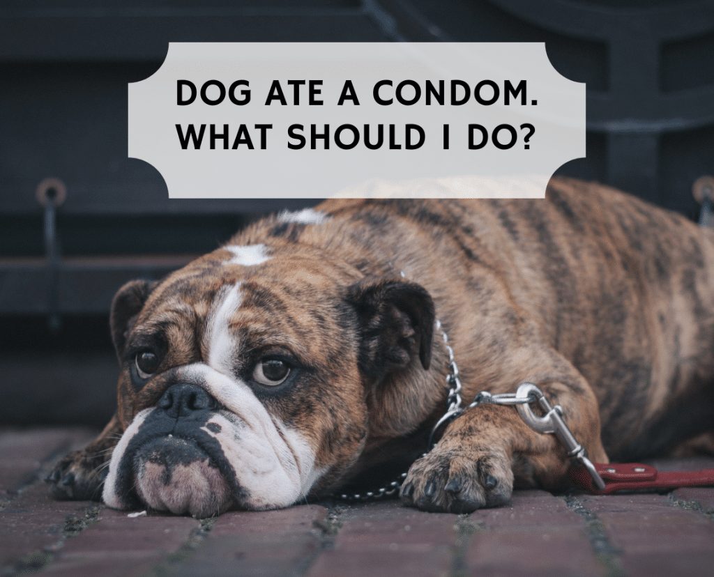 My Dog Ate A Condom What Should I Do We Love Doodles