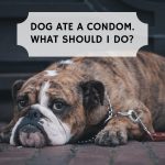 dog-ate-condom