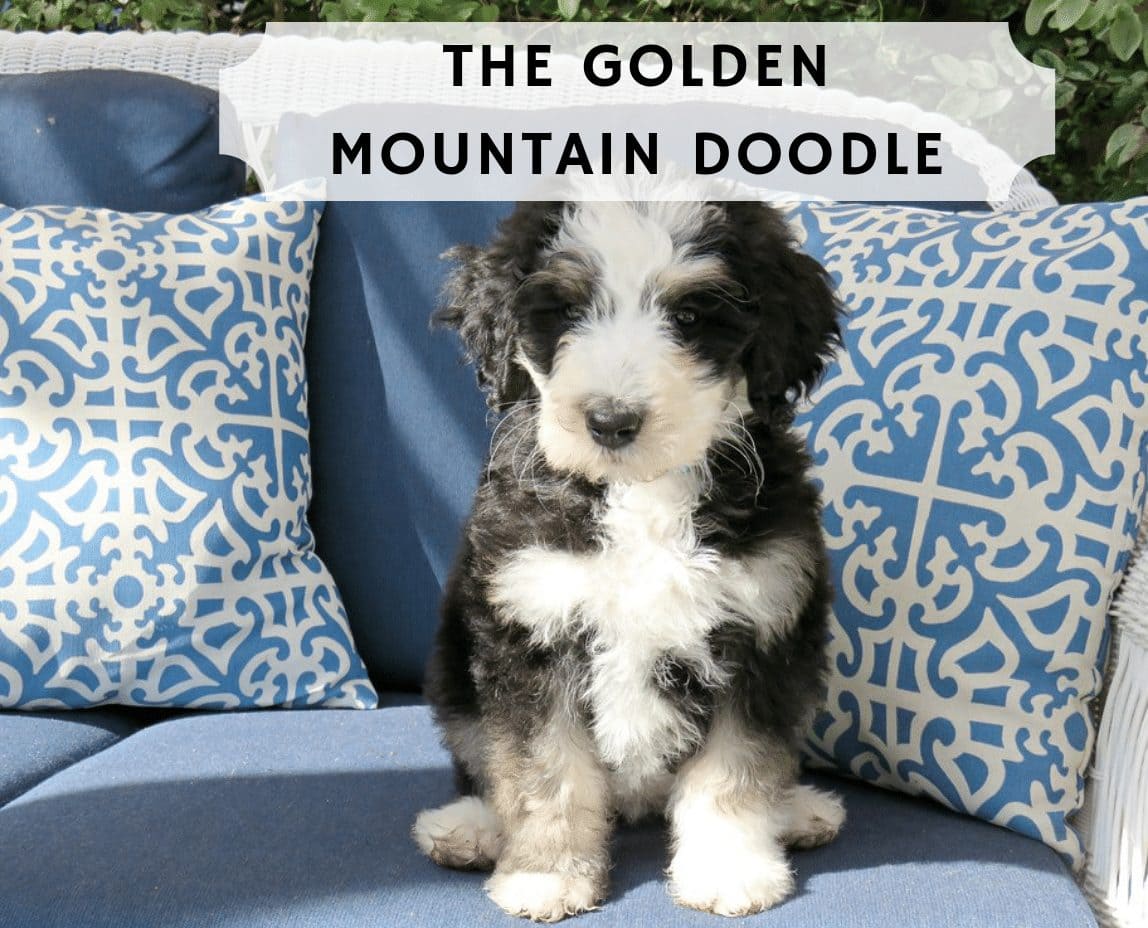 Câinele Golden Mountain Doodle