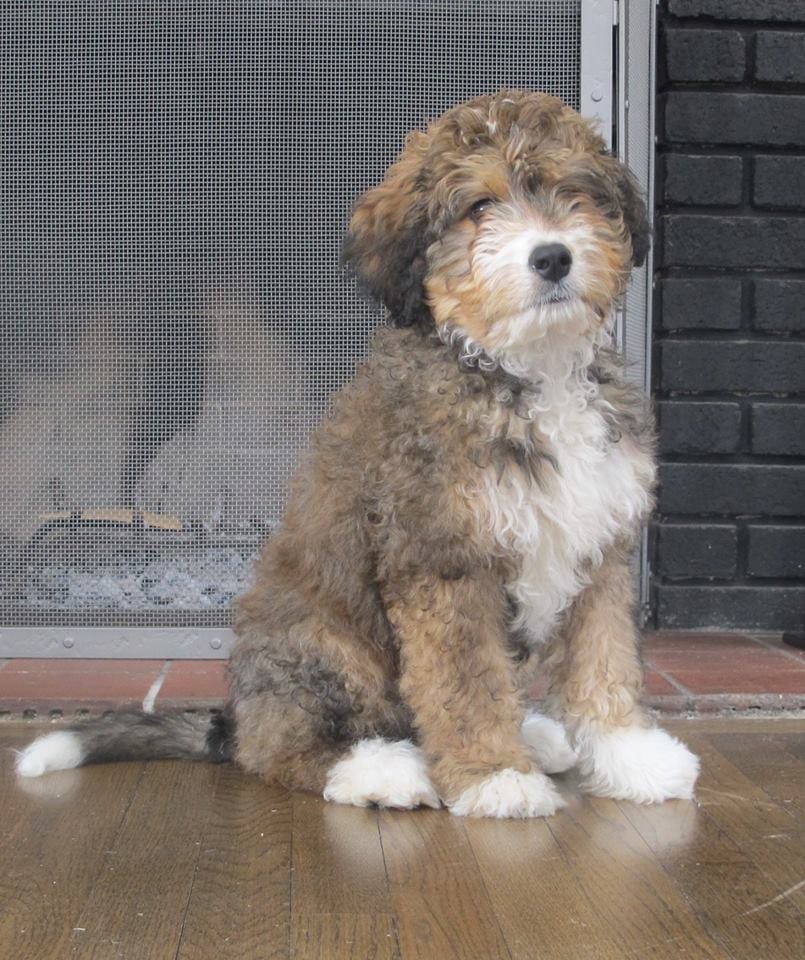 golden bernedoodle puppies