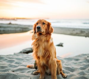 foto del Golden Retriever