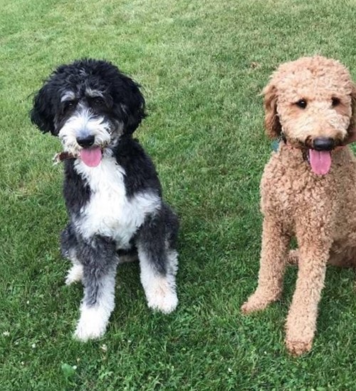 goldendoodle and bernese mountain dog