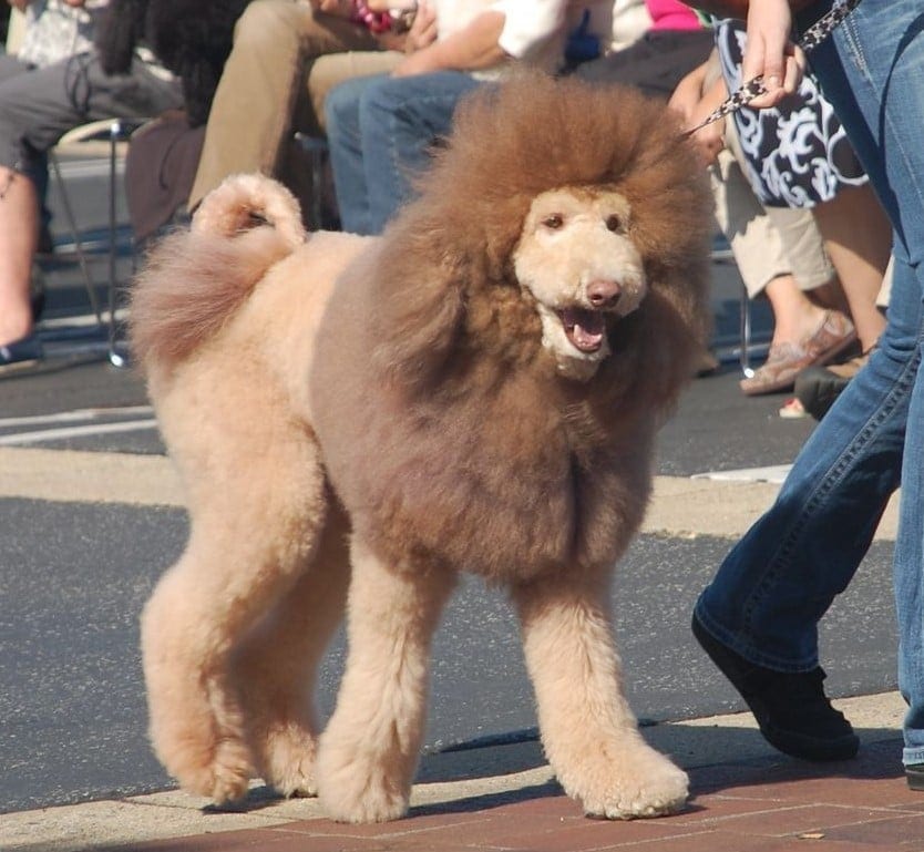 foto de corte de león para labradoodle