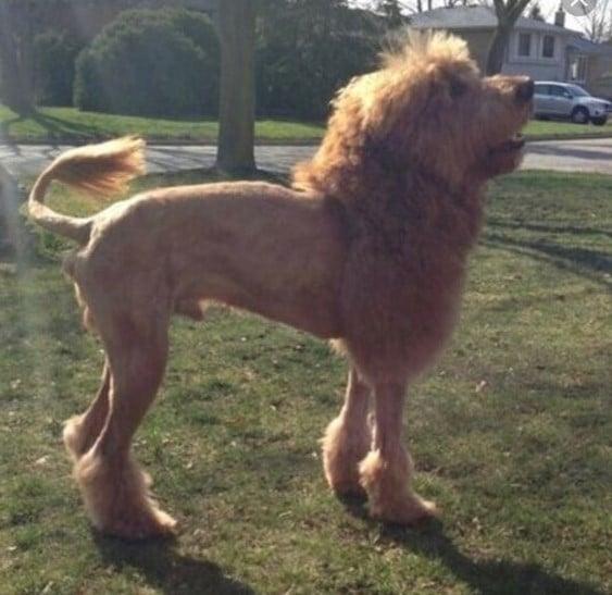 shih tzu lion haircut