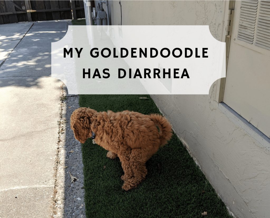 do goldendoodles have stomach problems