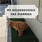my-goldendoodle-has-diarrhea