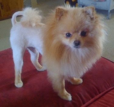 pomeranian lion haircut photo