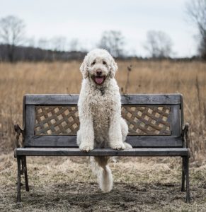 poodle foto