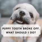puppy tooth broke off