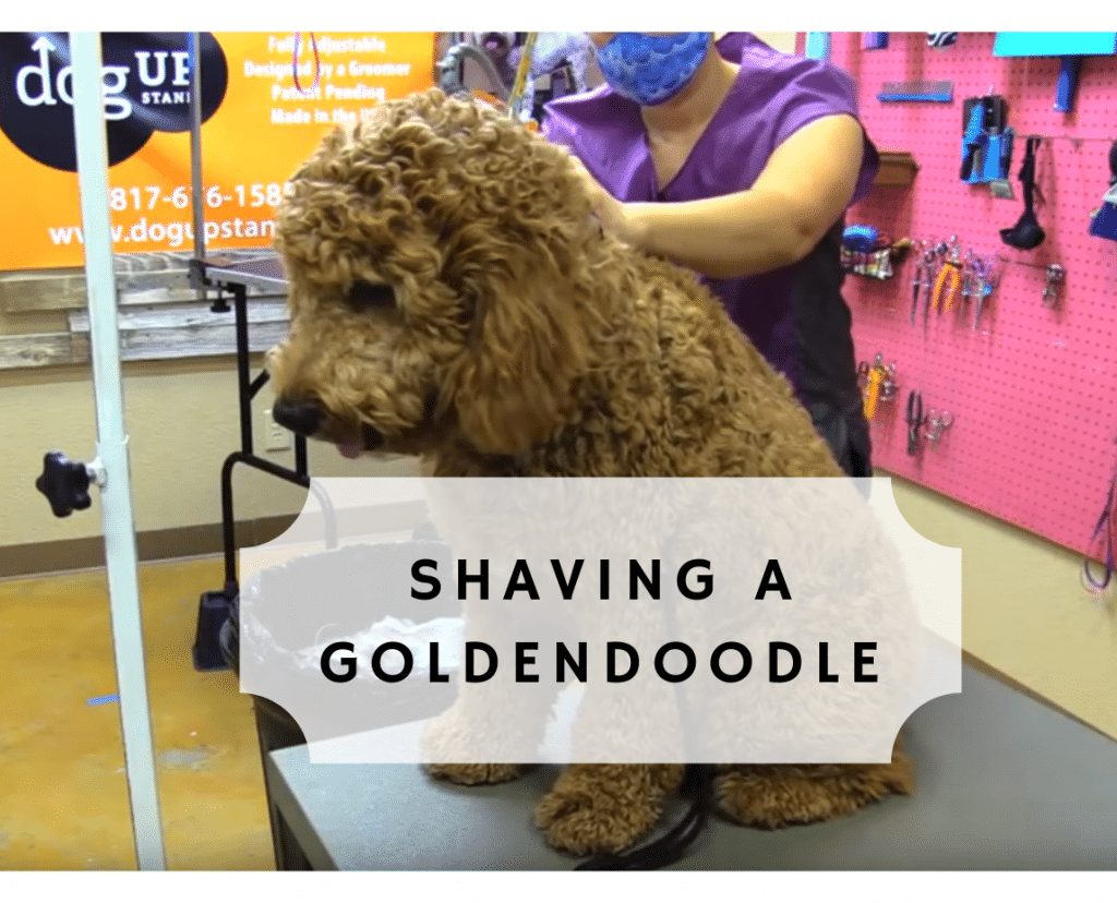 Rakning av en Goldendoodle omslagsbild (2)