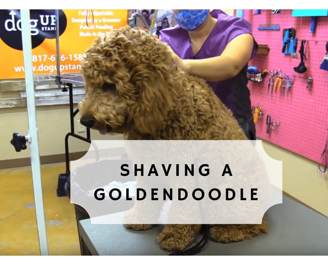 should you shave a goldendoodle